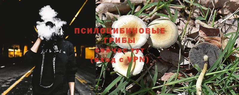 mega вход  Палласовка  Псилоцибиновые грибы Magic Shrooms 